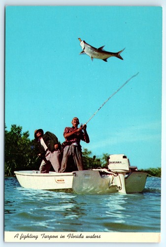 Postcard fighting tarpon - fighting, at