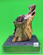 Large Corbo Root Cave CBL7