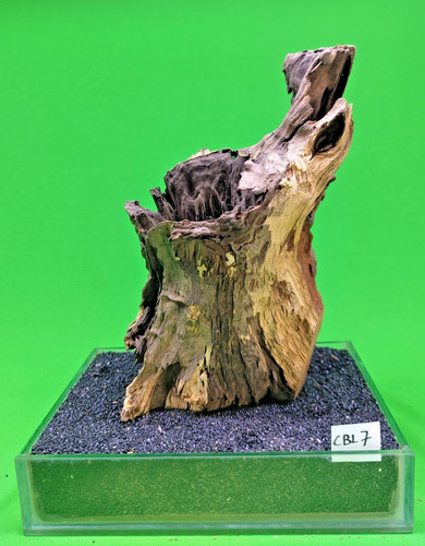 Large corbo root - cave, cbl7
