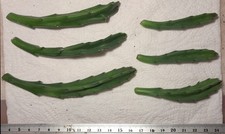 Stapelia grandiflora -