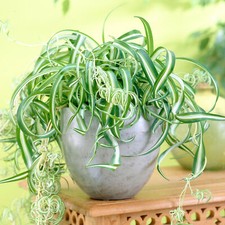 Chlorophytum Bonnie Trailing Spider Plant Potted houseplant (20-30cm Incl. Pot)
