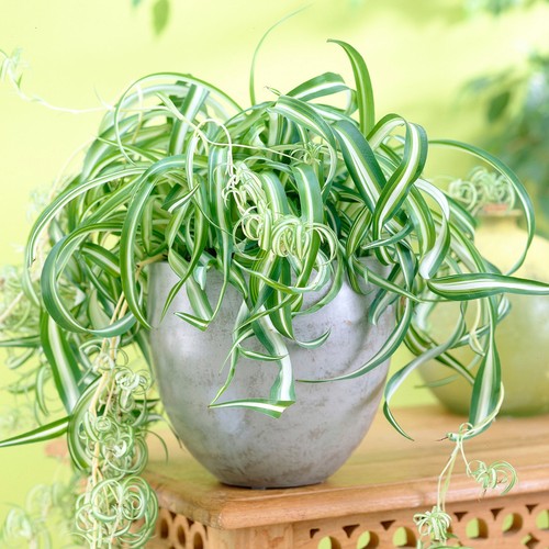 Chlorophytum bonnie trailing - chlorophytum,