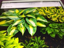 HOSTA MIXED SEEDS, , QUALITY, 45 SEEDS