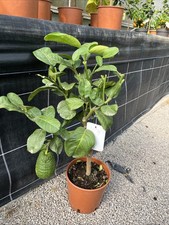 Citrus lemon lipo imperial - lemon, 'lipo'