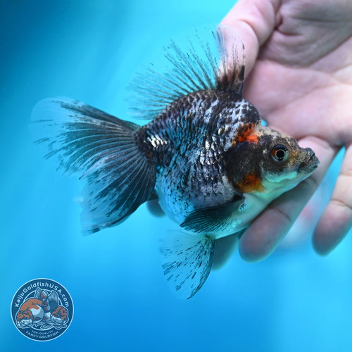 Live fancy goldfish kirin - fancy,