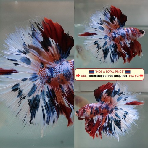 Live betta fish - betta, --