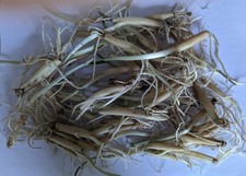 Wild Garlic Ramsons, 50 Bulbs - sow now!