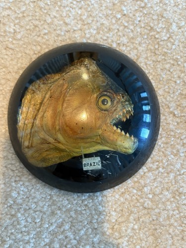Vintage brazilian piranha fish - vintage,