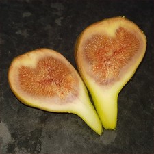 Bundle of 10 Cuttings / Scions of Random Fig Varieties - All named