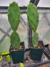 Small Opuntia Humifusa Prickly