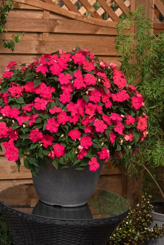 Busy lizzie impatiens beacon - busy,