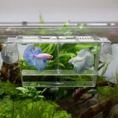Fish isolation box acrylic - fish,