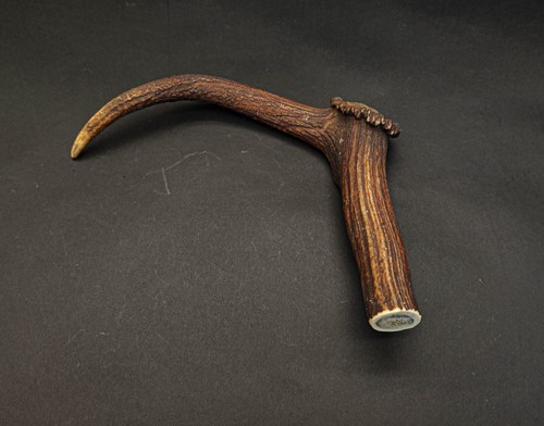Beautiful deer antler - antler, horn