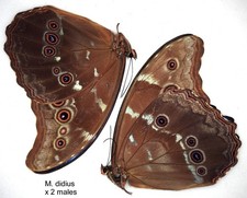 Butterfly Morphidae - 2 x