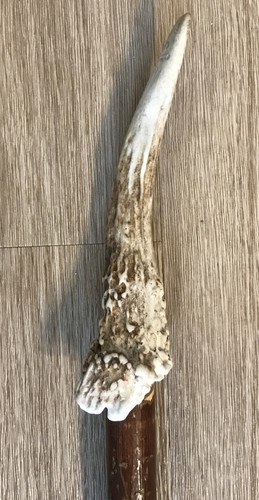 Stag horn hazel walking - horn, stick