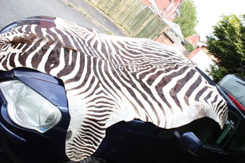 Real zebra skin - skin, rug