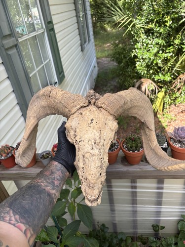 Real rare mummified ram - ram, skull