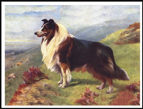 Collie rough guarding - collie,