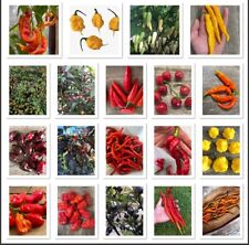 1000 Chilli Seeds (Various Chilli Varieties) Chilli Bulk Seeds