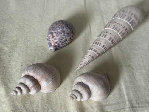 Sea shells for display - 4,