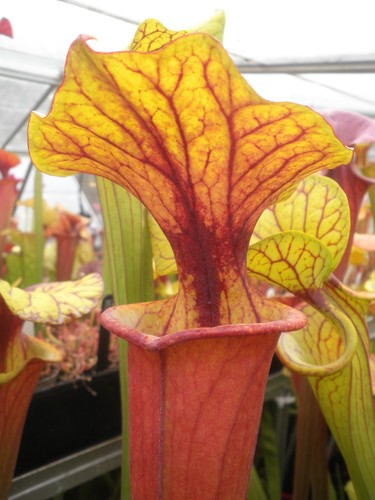 Sarracenia flava rubri - sarracenia,