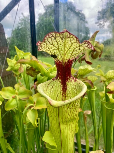 Sarracenia seedlings from - seedlings,