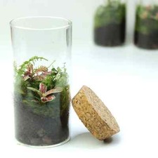 Fittonia Terrarium Cute Mini Ecosystem Ready Made Perfect Gift for Plant Lovers