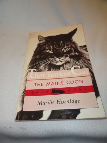 Maine coon cats - maine, that