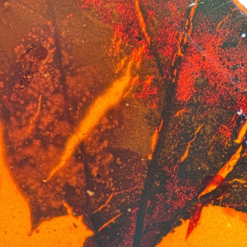 Leaf burmese burmite - burmese, /
