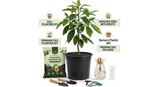Large hass avocado - large, tree