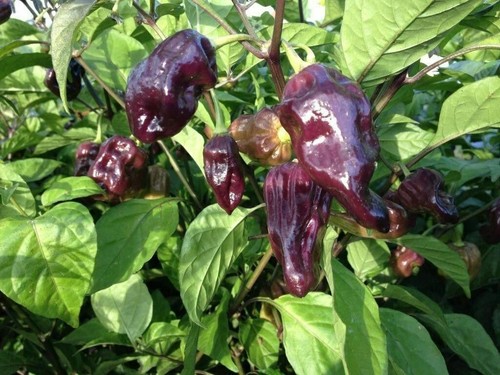 Bhut jolokia purple spicy - bhut, 25