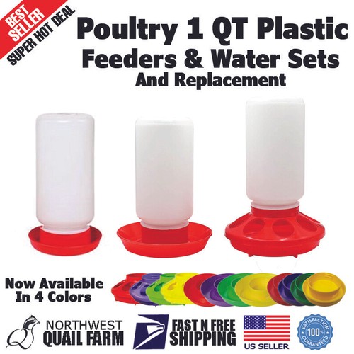Poultry chicken chick - chick, 1