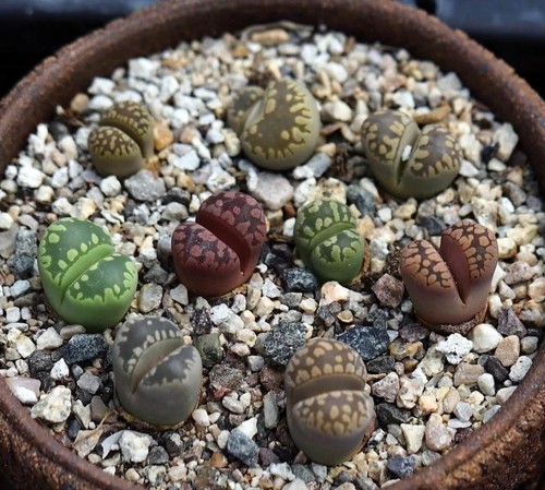 Mixed lithops otzeniana - mixed,