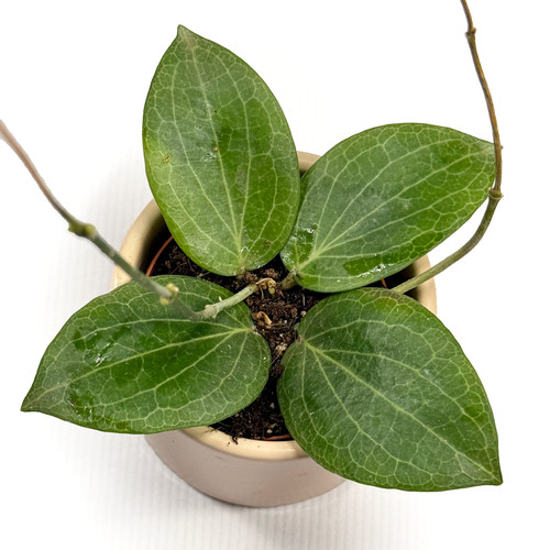 Hoya fitchii 6cm - 'fitchii',
