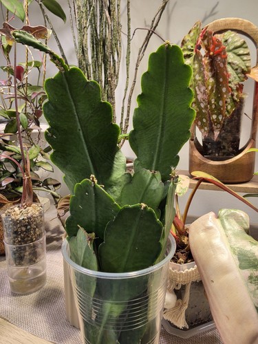 Epiphyllum sarah courant - sarah,