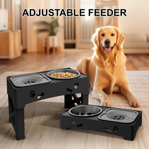 Elevated pet dog - dog, slow