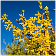 10 x Forsythia intermedia 'Spectabilis' Hedging 2-3ft Tall,Yellow Spring Flowers