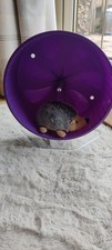 Purple Wheel For African Pygmy