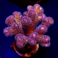 GOLDEN ROD POCILLOPORA