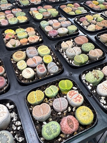 Lithops living stones in - living, pot
