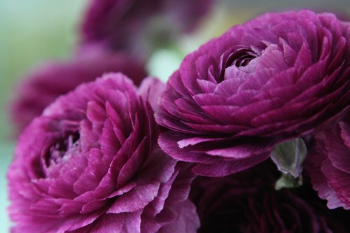 20x ranunculus asiaticus - 20x,
