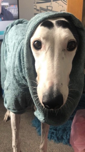 Green greyhound large - green, dog