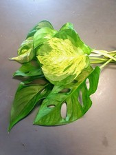 Manjula Pothos / Swiss cheese