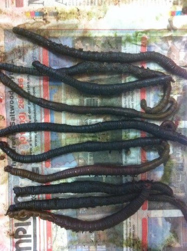 Wraps frozen welsh lugworm - wraps,