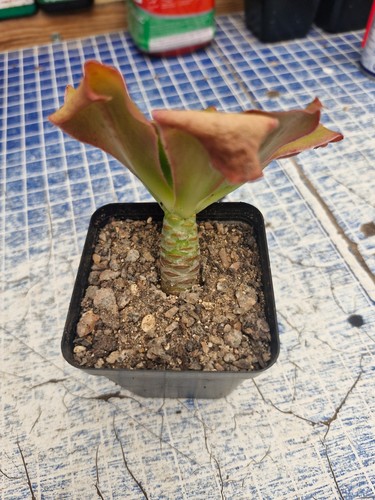 Aeonium undulatum - 'undulatum', |