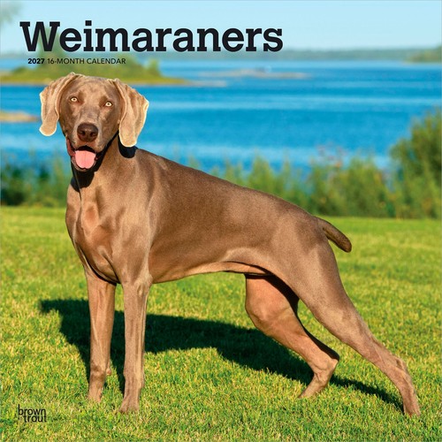 Weimaraners 2027 12x24 - weimaraners, |