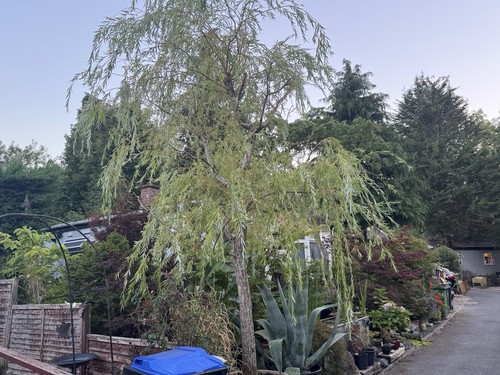Golden weeping willow tree - tree, in