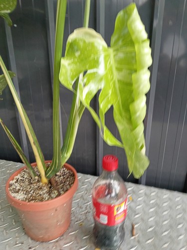 Variegated monstera fully - variegated,