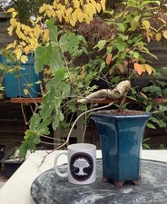 English oak bonsai tree semi - oak,