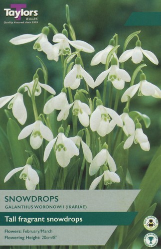 Galanthus woronowii aka - galanthus, (aka